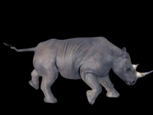 rino 3D 模型