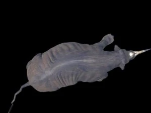 rino 3D Model