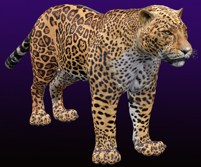 Jaguar Rigged 3D Модель .c4d .max .obj .3ds .fbx .stl .blend 
