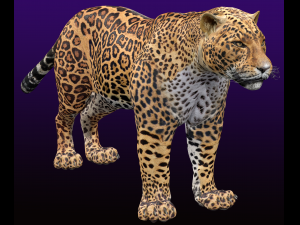 Jaguar Rigged 3D Модель