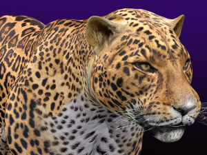 Jaguar Rigged 3D Модель