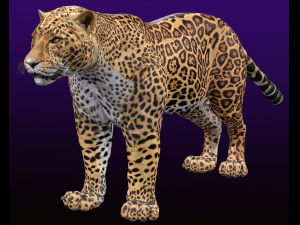 Jaguar Rigged 3D Модель