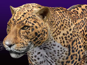 Jaguar Rigged 3D Модель