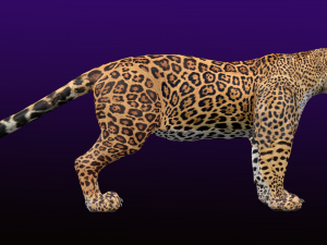 Jaguar Rigged 3D Модель