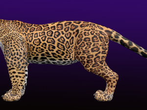 Jaguar Rigged 3D Модель
