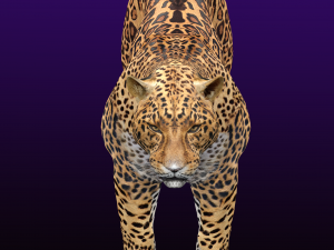 Jaguar Rigged 3D Модель