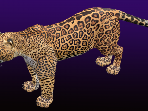 Jaguar Rigged 3D Модель