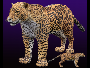 Jaguar Rigged 3D Модель