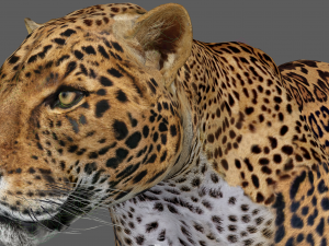 Jaguar Rigged 3D Модель