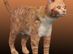 Orange Cat Tabby Modello 3D