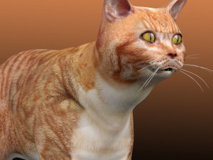 Orange Cat Tabby Modello 3D
