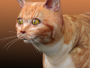 Orange Cat Tabby Modello 3D