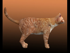 Orange Cat Tabby Modello 3D
