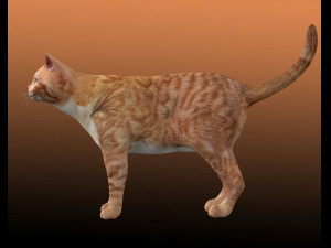 Orange Cat Tabby Modello 3D