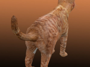 Orange Cat Tabby Modello 3D
