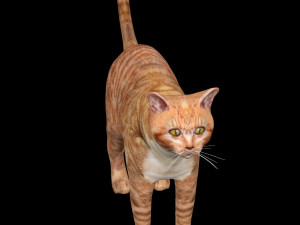 Orange Cat Tabby Modello 3D