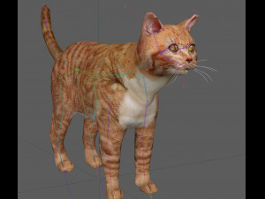 Orange Cat Tabby Modello 3D
