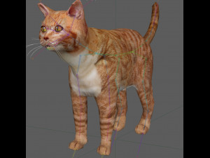 Orange Cat Tabby Modello 3D