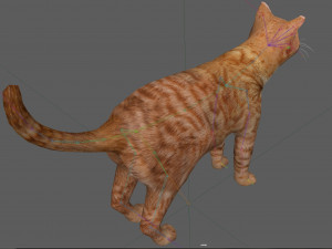 Orange Cat Tabby Modello 3D