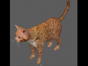 Orange Cat Tabby Modello 3D