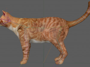Orange Cat Tabby Modello 3D