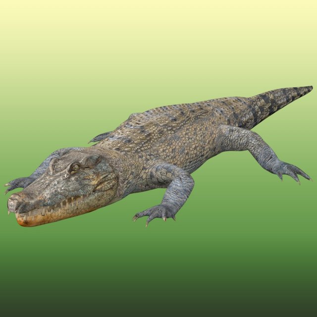Crocodile Rig Modelo 3D .c4d .max .obj .3ds .fbx .stl .blend 