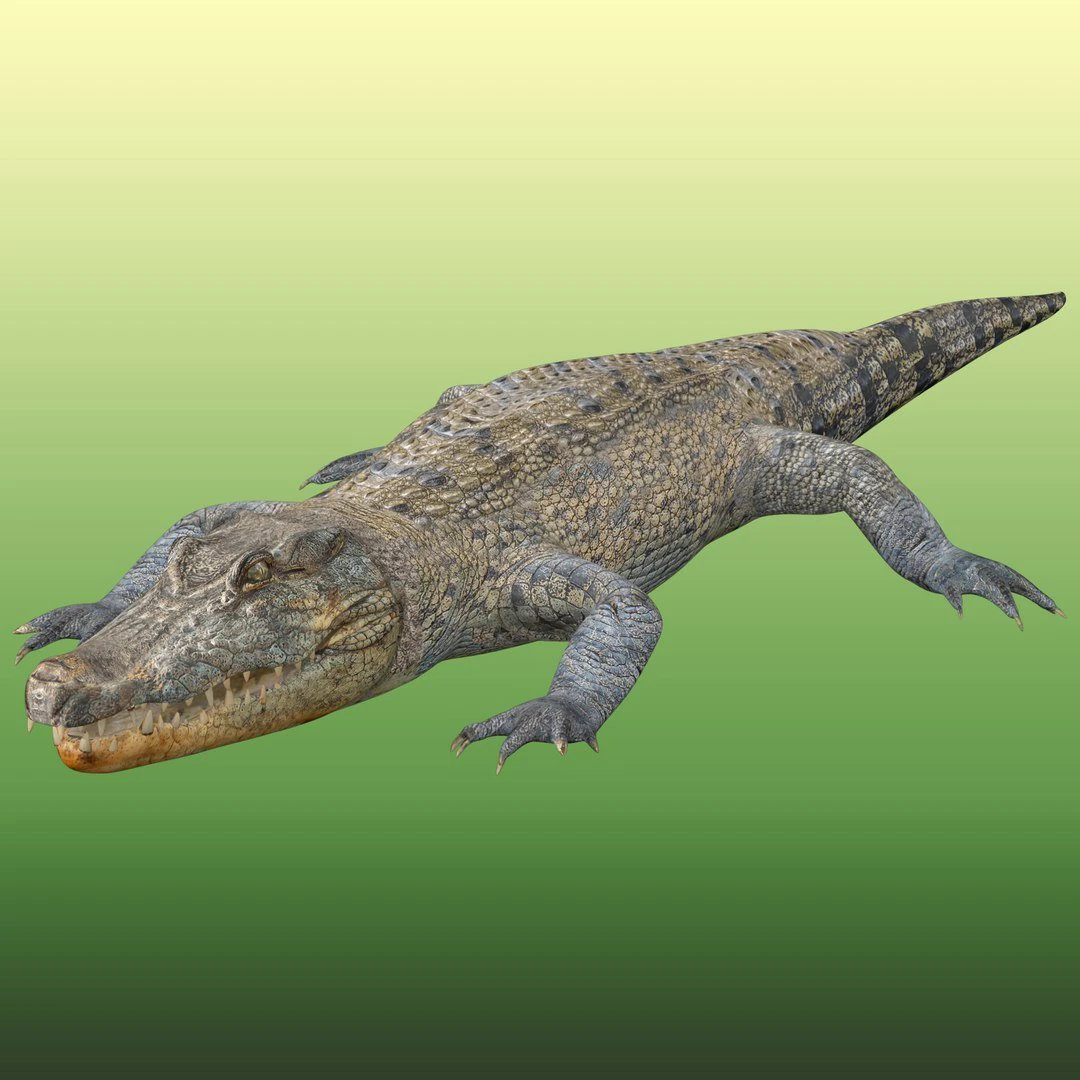 Crocodile Rig 3D Model .c4d .max .obj .3ds .fbx .stl .blend