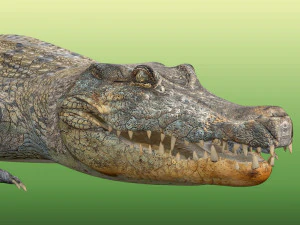 Crocodile Rig 3D Model