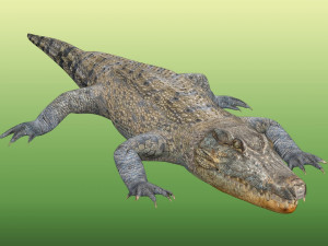 Crocodile Rig Modelo 3D