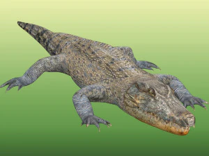 Crocodile Rig 3D Model