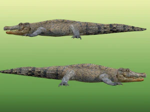 Crocodile Rig 3D Model