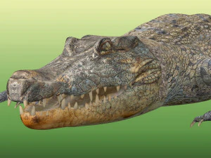 Crocodile Rig 3D Model