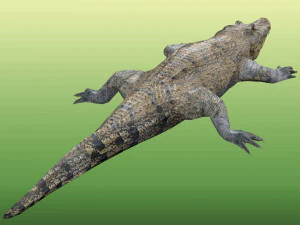 Crocodile Rig 3D Model