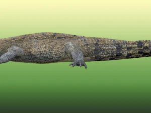 Crocodile Rig 3D Model