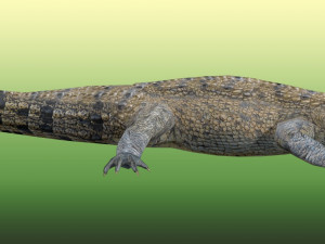 Crocodile Rig Modelo 3D