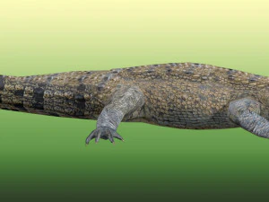Crocodile Rig 3D Model