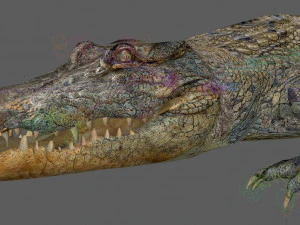 Crocodile Rig 3D Model