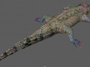 Crocodile Rig 3D Model