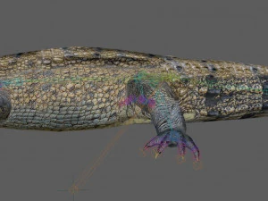 Crocodile Rig 3D Model