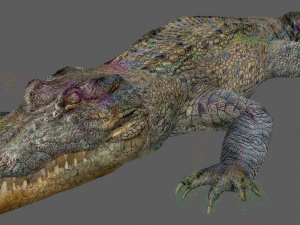 Crocodile Rig 3D Model