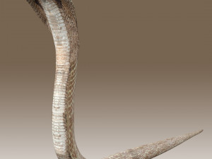 King Cobra Rig Modèle 3D