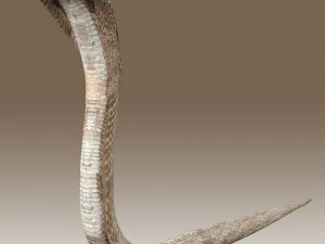 Установка &laquo;Королевская кобра&raquo; 3D Модель