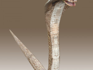 King Cobra Rig Modèle 3D