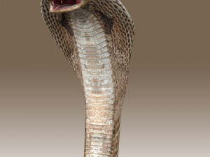 King Cobra Rig Modèle 3D