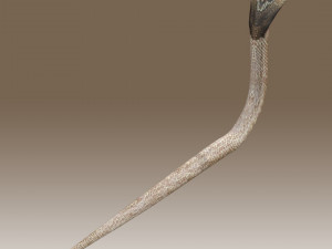 King Cobra Rig Modèle 3D