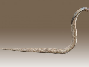 King Cobra Rig Modèle 3D