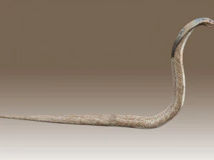 Установка &laquo;Королевская кобра&raquo; 3D Модель