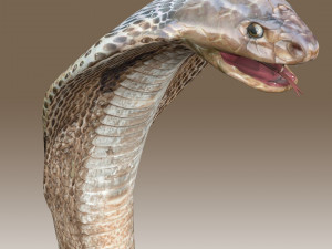 King Cobra Rig Modèle 3D