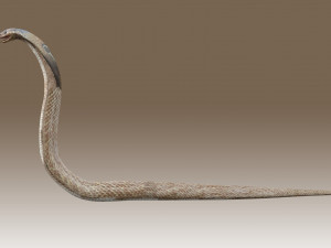 King Cobra Rig Modèle 3D
