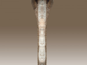 King Cobra Rig Modèle 3D